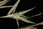 White-edged witchgrass